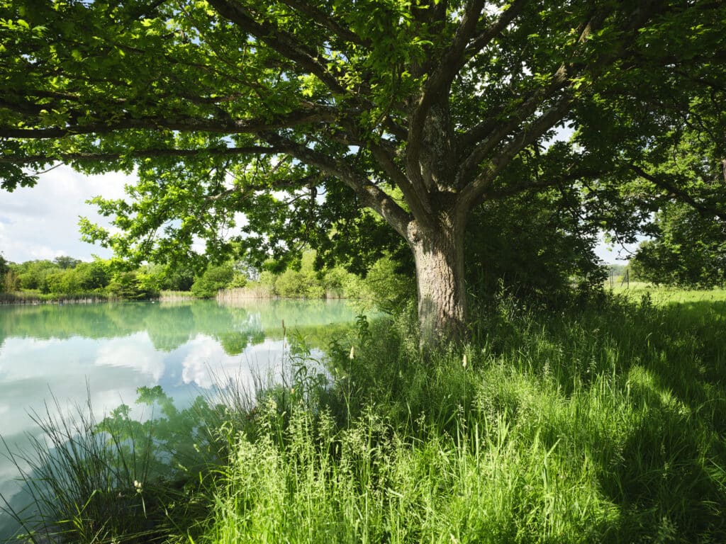 Tree in the grounds of Kimbolton School